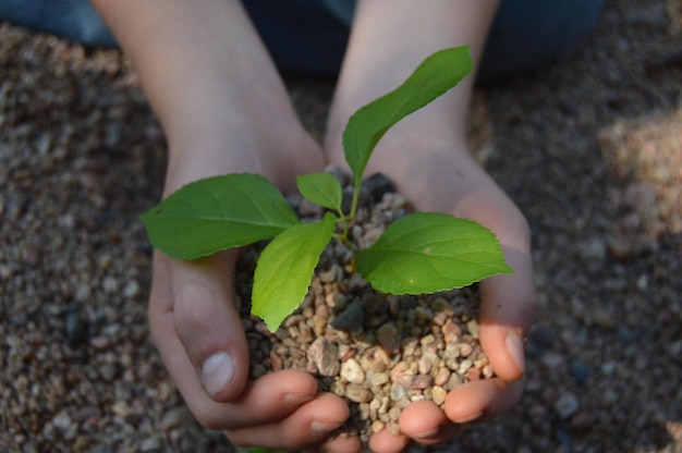 小さな植物を持つ手