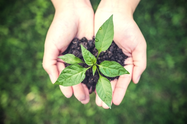 hands holding a small tree 