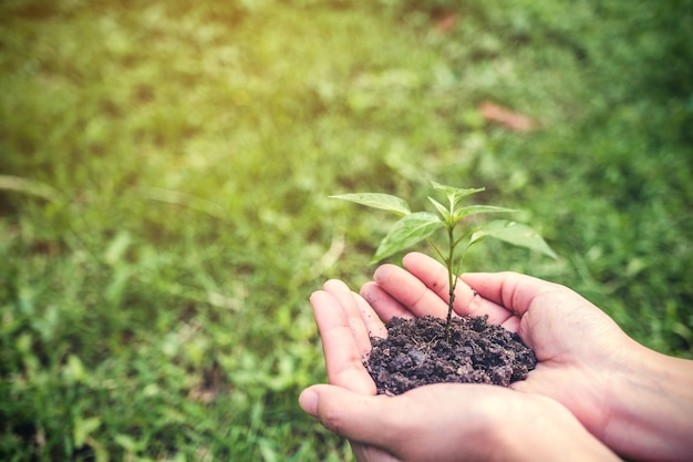 hands holding a small tree 