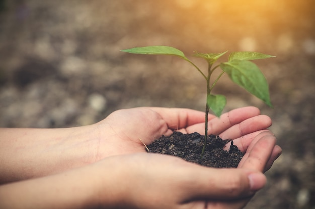 Photo hands holding a small tree