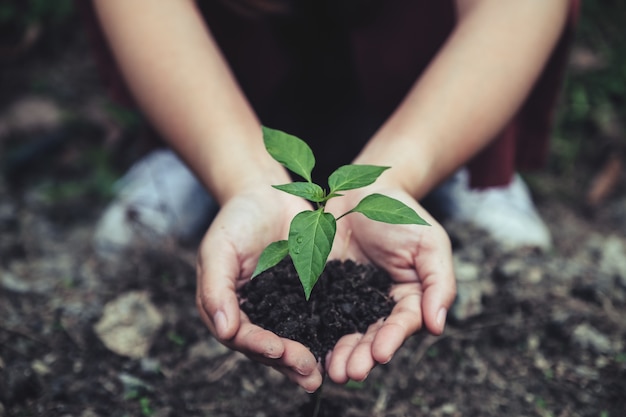 hands holding a small tree