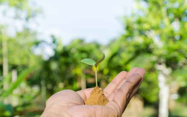 Hands holding small trees growing.