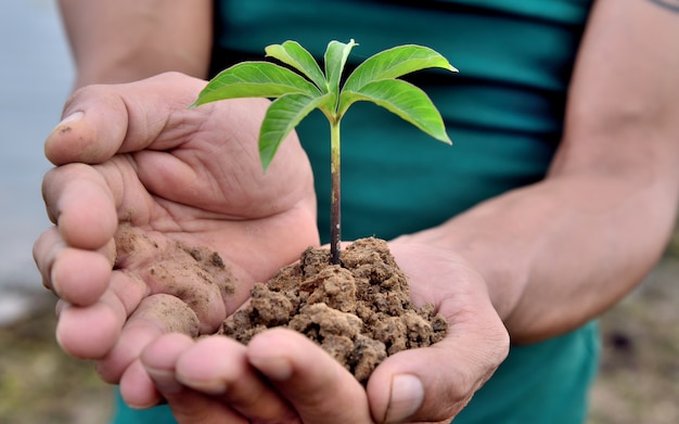 Hands holding small young plant