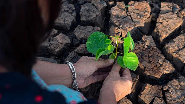 割れた地面に生えている木を保持している手、世界を救う、環境問題