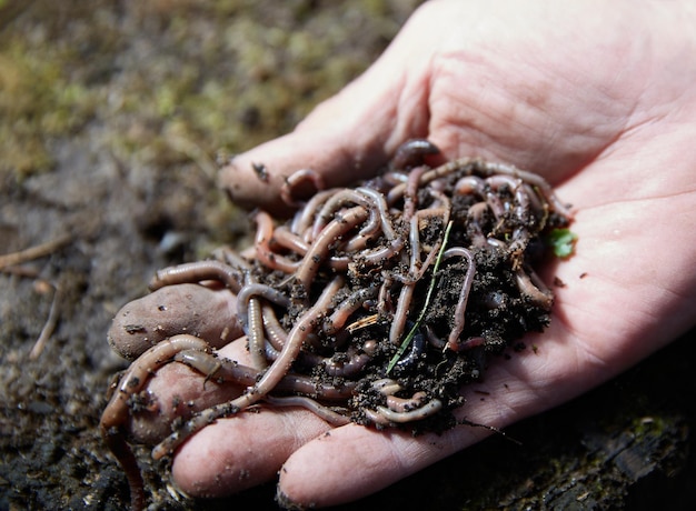 土でミミズを持っている手ミミズの群れを手に見せている農家家庭の食品廃棄物からのミミズ堆肥の生産