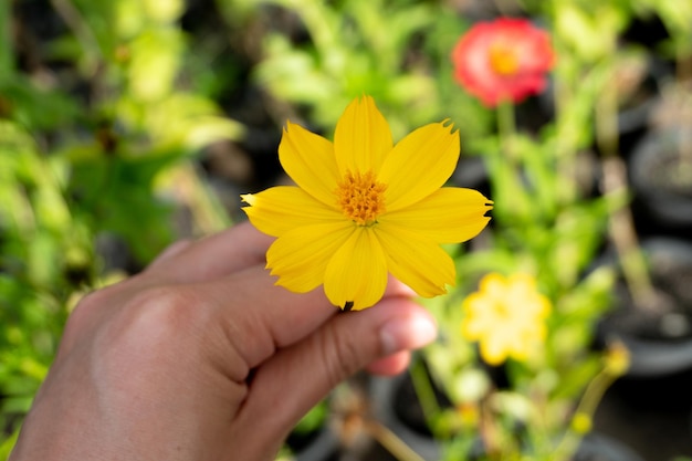 庭で黄色いコスモスの花を持っている手