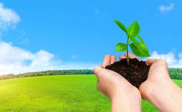 Hands holding young green plant on nature lanscape background with green field and blue sky. Save the world. Enviromental protection concept.