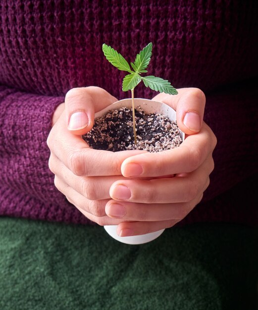 若い緑の植物を持っている手。