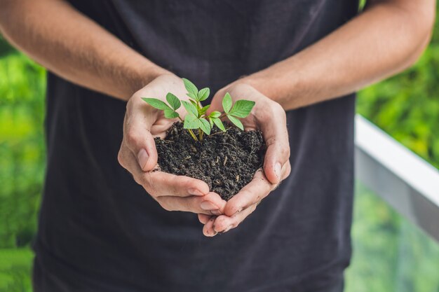 Hands holding young green plant