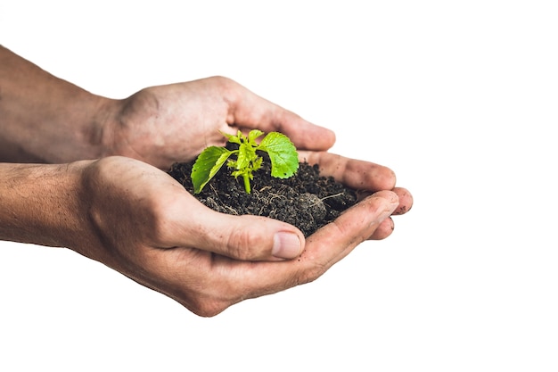 若い緑の植物を保持している手