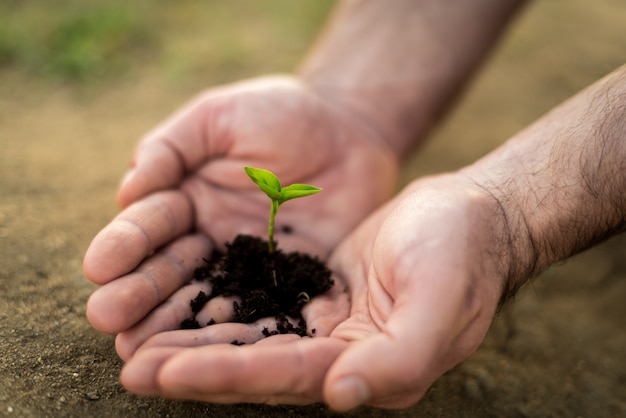 Hands holding young green sprout