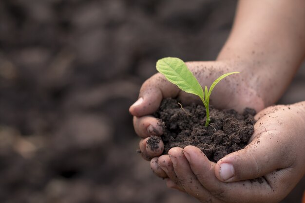 hands holding young plant. Ecology concept