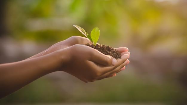 自然の中で若い植物を保持している手