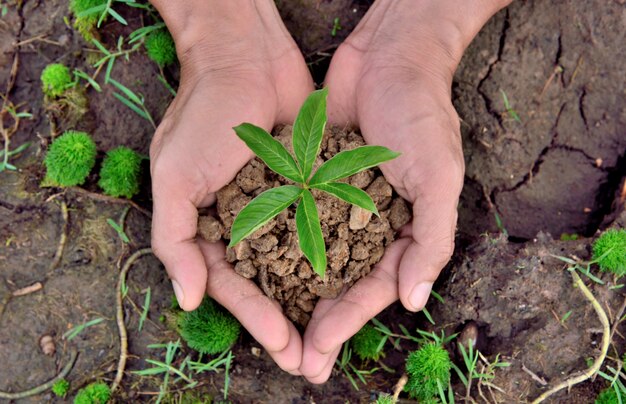 Hands holding young plant on soil nature backgrounds