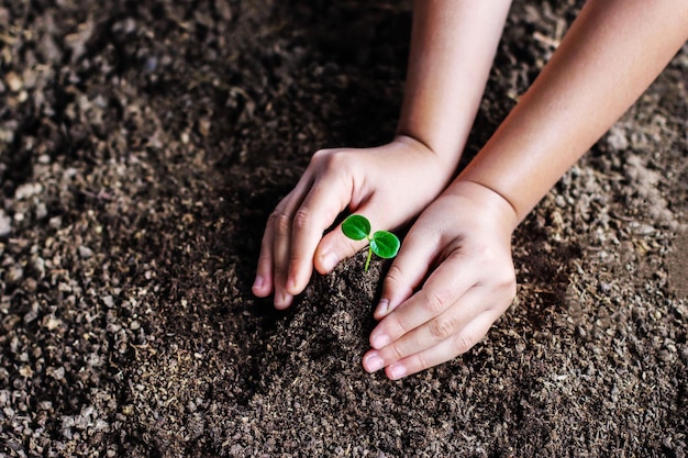 Руки держат молодое растение с новой жизнью почвы