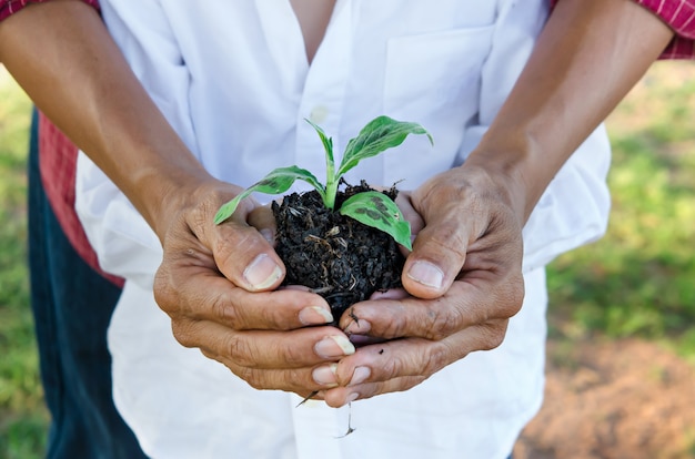 Hands  holding young plant