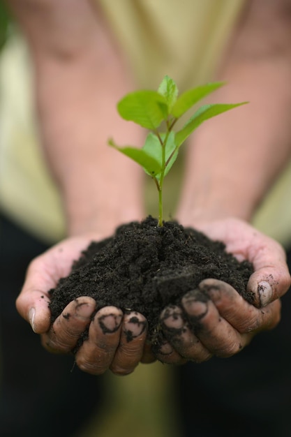 Hands holding a young tree sprout