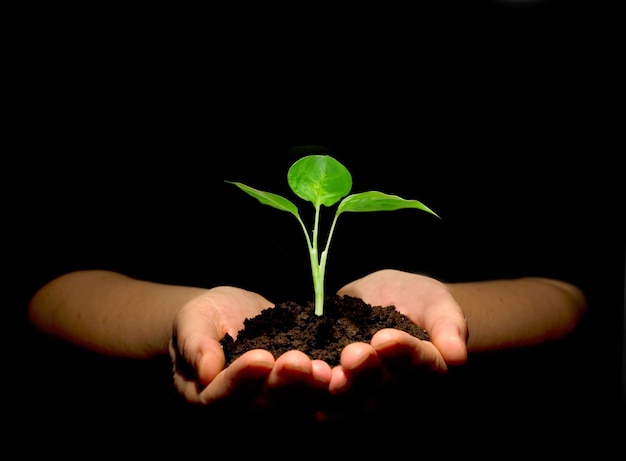 Hands holdings a little green plant on a black background