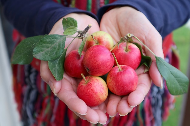 Hands holfing red apple fruits