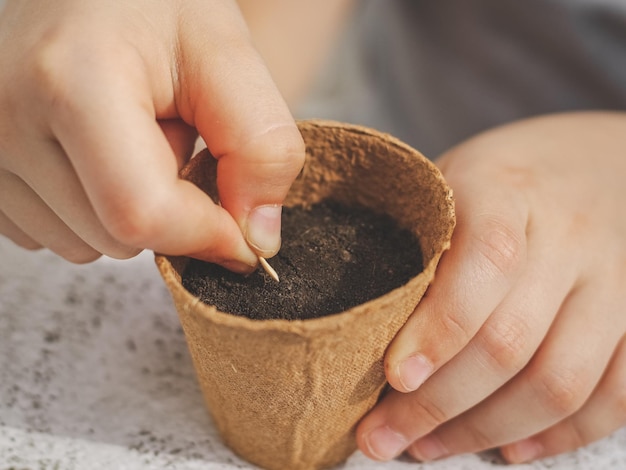 Hands of a little caucasian girl putting cucumber seeds into a cardboard cup with soil