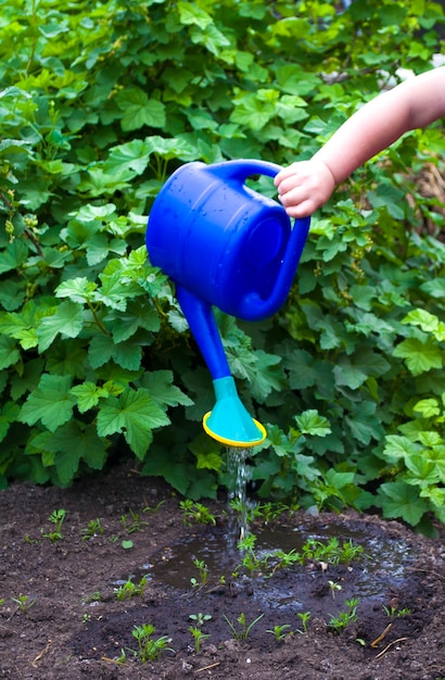 The hands of a little girl watering beds in the garden my mothers assistant