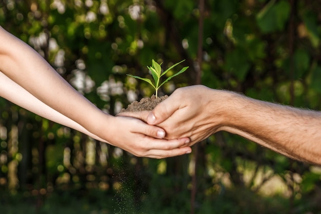 Hands of a man and child holding a young plant against a green natural in spring