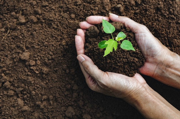 Hands of man holding soil with plant