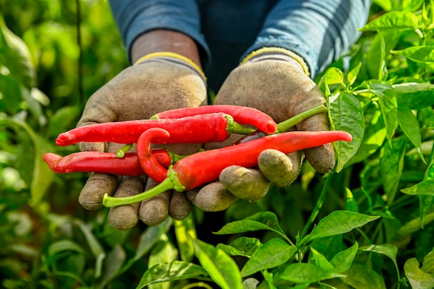 Hands of a man picking red hot peppers in a greenhouse