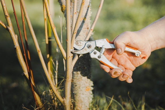 Hands of a man pruning a young tree Ecology and gardening concept Reducing global warming