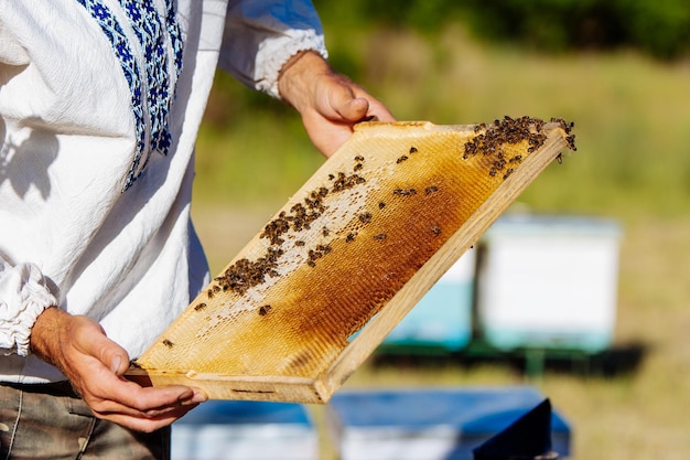 Hands of man shows a wooden frame with honeycombs on the background of green grass in the garden