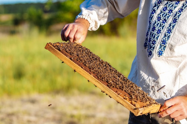 Hands of man shows a wooden frame with honeycombs on the background of green grass in the garden