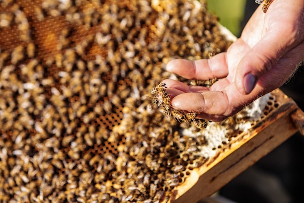 Hands of man shows a wooden frame with honeycombs on the background of green grass in the garden