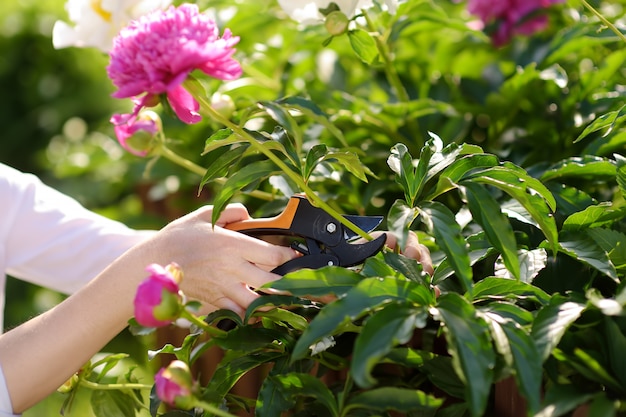 중년 여성 정원사의 손입니다. 여름 날에 국내 정원에서 전지가 위를 사용하는 여자.