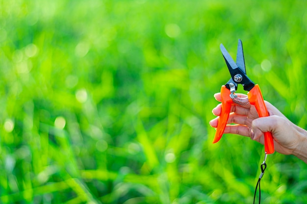 Hands of middle age female gardener. - Woman working with secateur in domestic garden.