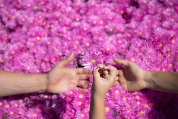 Hands of Mother father and little baby close up Concept of unity support protection and happiness Family hands on pink asters flowers Top view