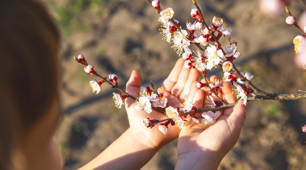 写真 開花木の枝を抱いた子供の手