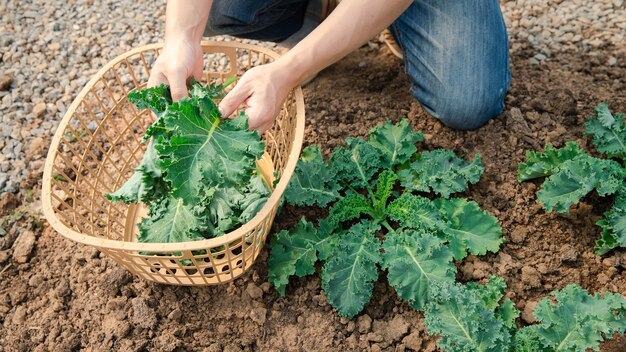 写真 植物からブロッコリーを摘む男性の手 保育園の有機野菜