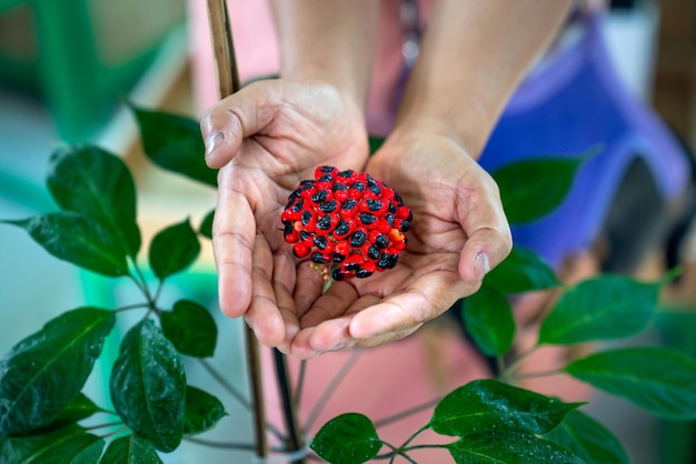 Фото Руки человека, держащего кластер красных и черных семян фото