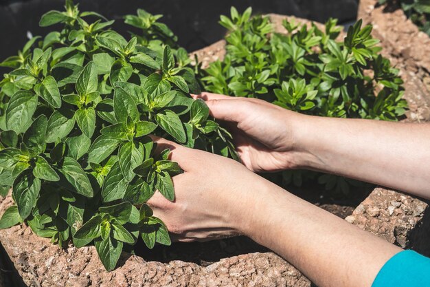 写真 庭で香りのあるハーブを植える女性の手