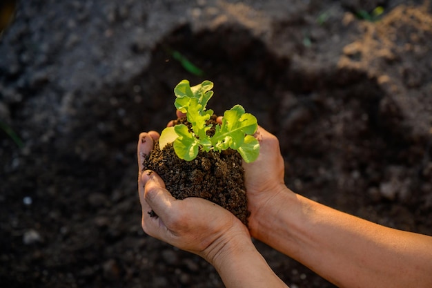 土壌で有機野菜を栽培している若い農家の手有機レタス農薬から安全な化学物質を使用せずに土壌で栽培