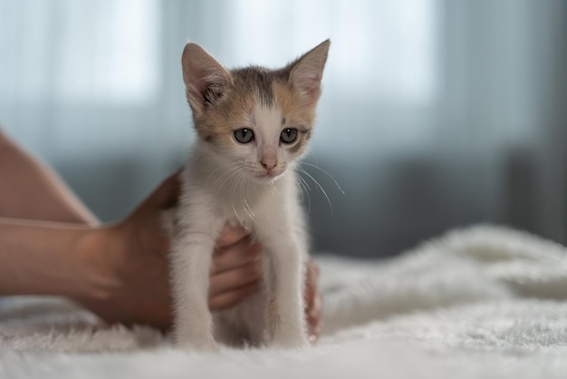 飼い主の手は子猫が逃げないように驚いた表情で抱きしめる。赤ちゃん猫の世話。クローズ アップ、ぼやけた背景。