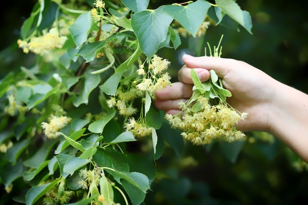 Hands pick the linden from the tree