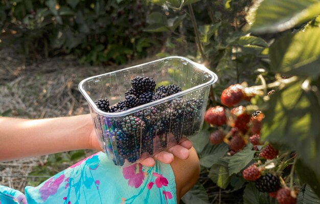 Hands picking blackberries during main harvest season with transparent tray full of blackberries. ripe and unripe blackberries grows on the bush.