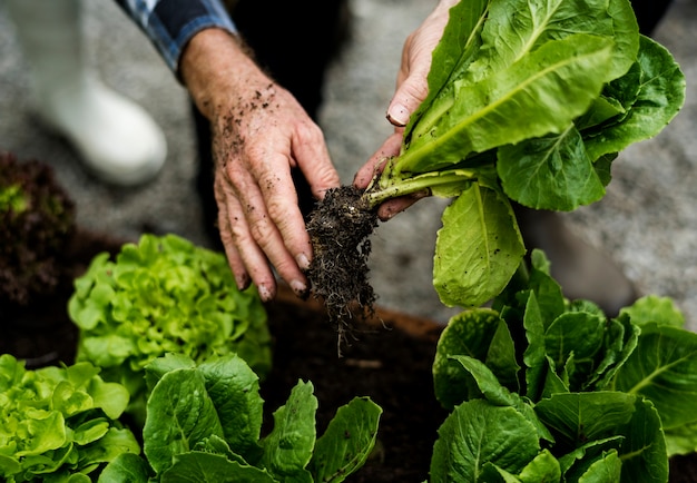 Mani che selezionano la lattuga agricola fresca biologica