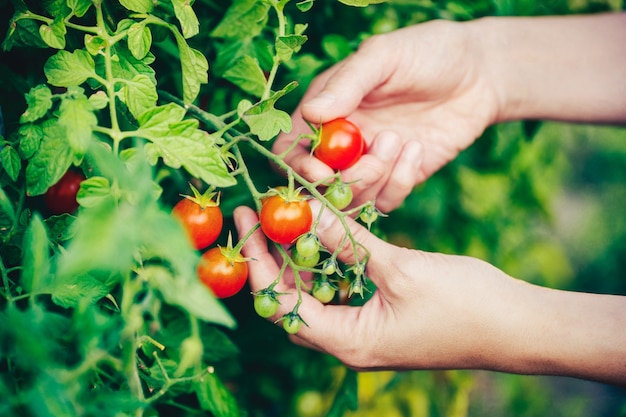 Hands picking a tomato from the plant