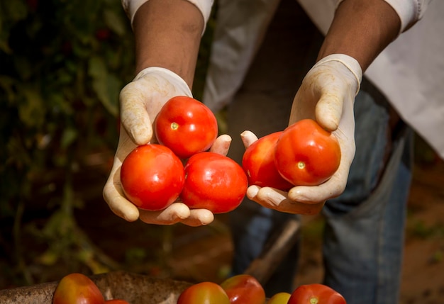 Hands picking tomatoes and putting in the wheelbarrow.