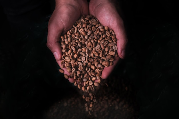 Photo hands picking unroasted cage from the sack to start roasting it concept coffee roasted coffee