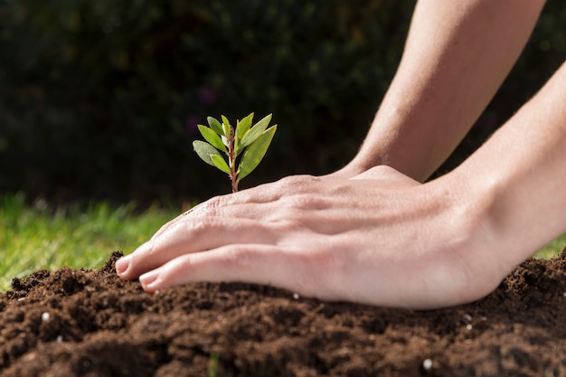 Hands planting a plant