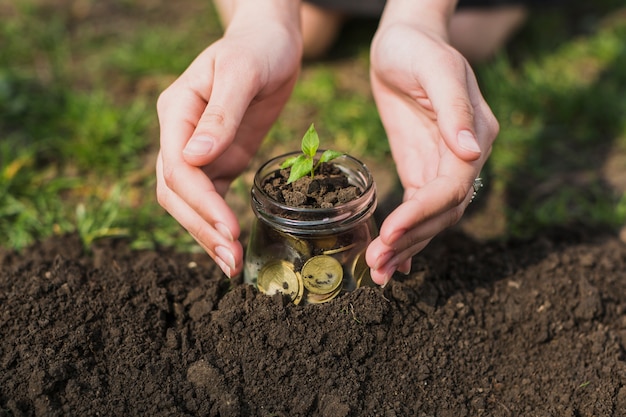 Photo hands planting tree with coins