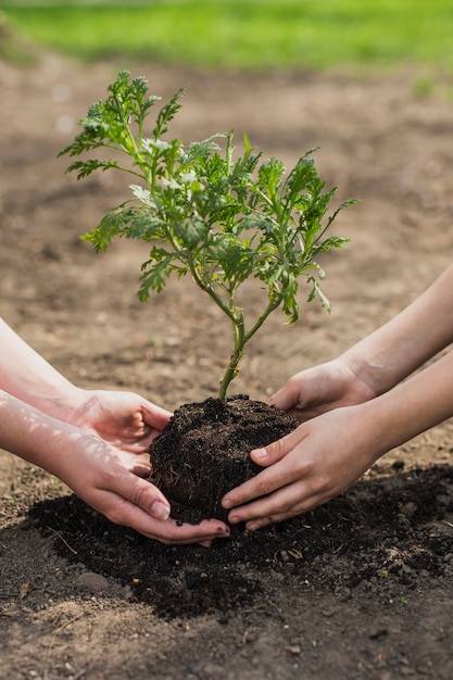 Hands planting a tree